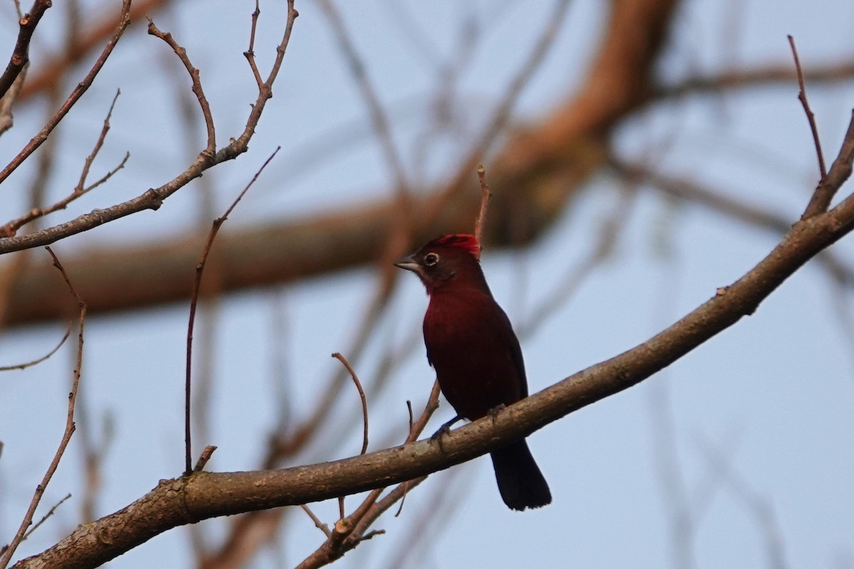 Red-crested Finch - ML623079913