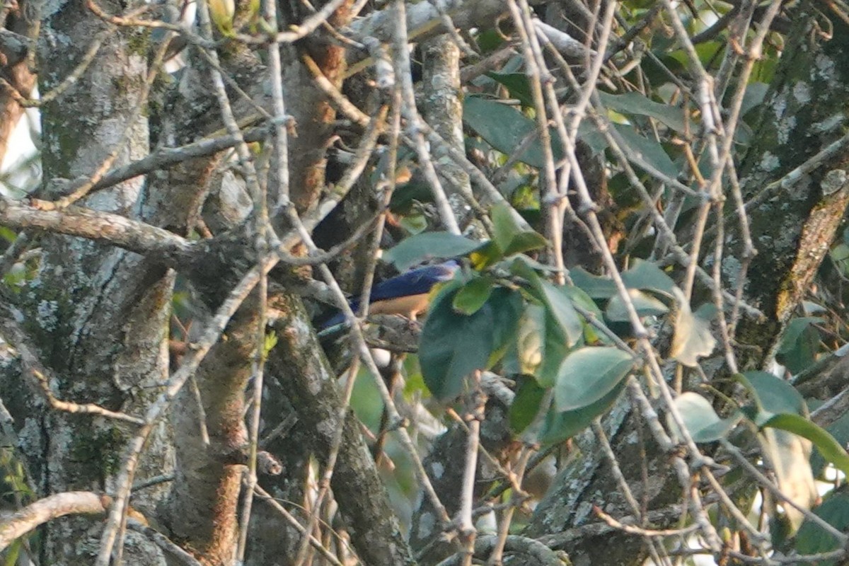 Fawn-breasted Tanager - ML623079917