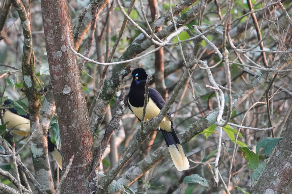 Plush-crested Jay - ML623079931