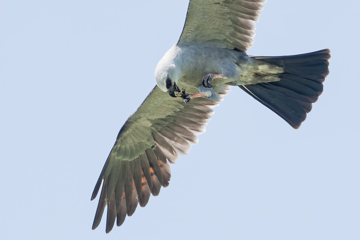 Mississippi Kite - Don Danko