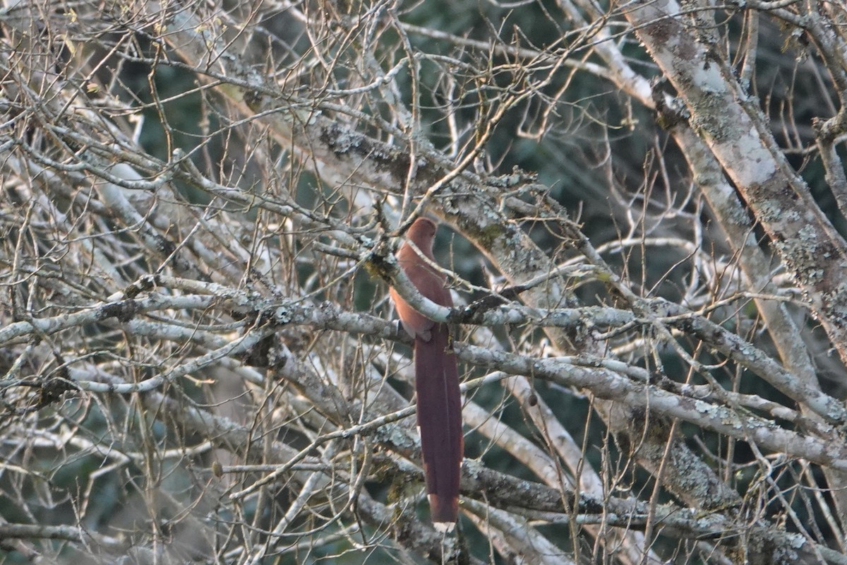 Squirrel Cuckoo - ML623079938