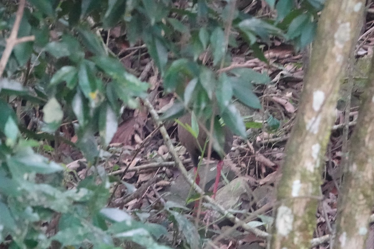 Slaty-breasted Wood-Rail - ML623079945