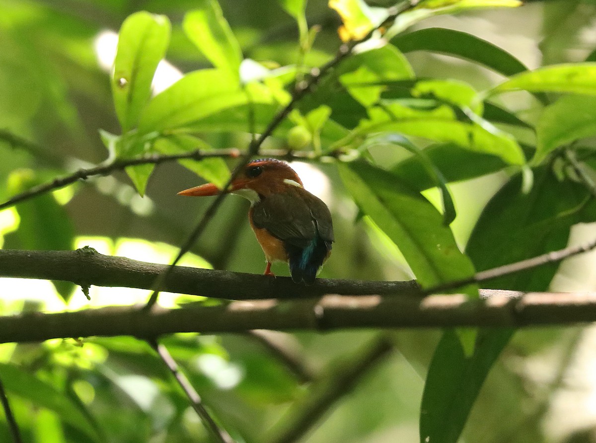 Sulawesi Dwarf-Kingfisher - ML623079946