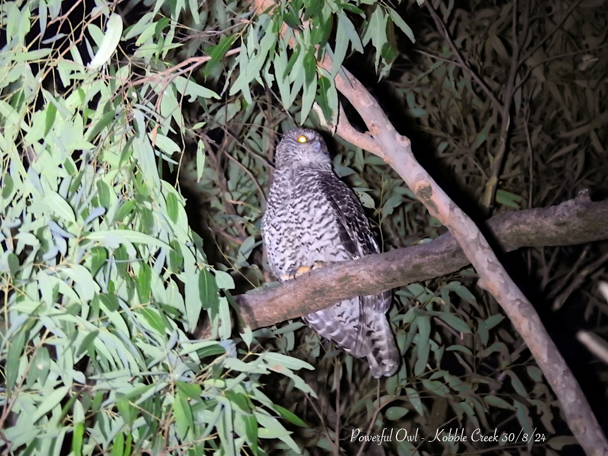 Powerful Owl - ML623079957