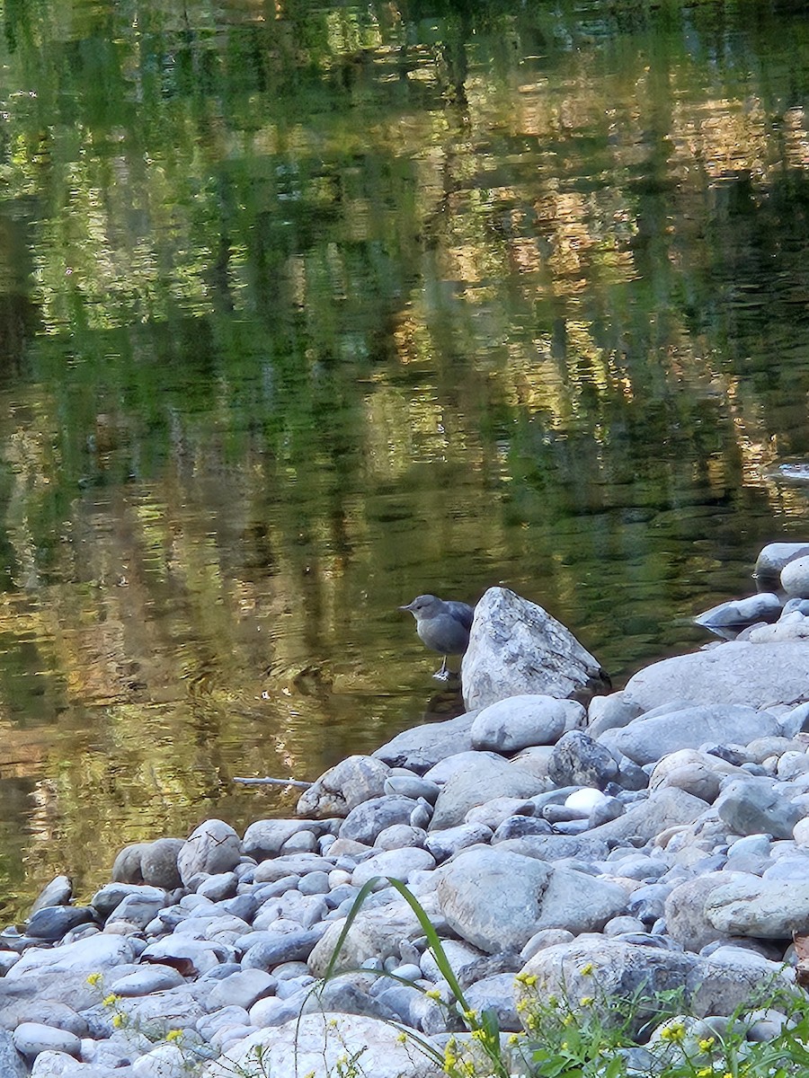 American Dipper - ML623079966