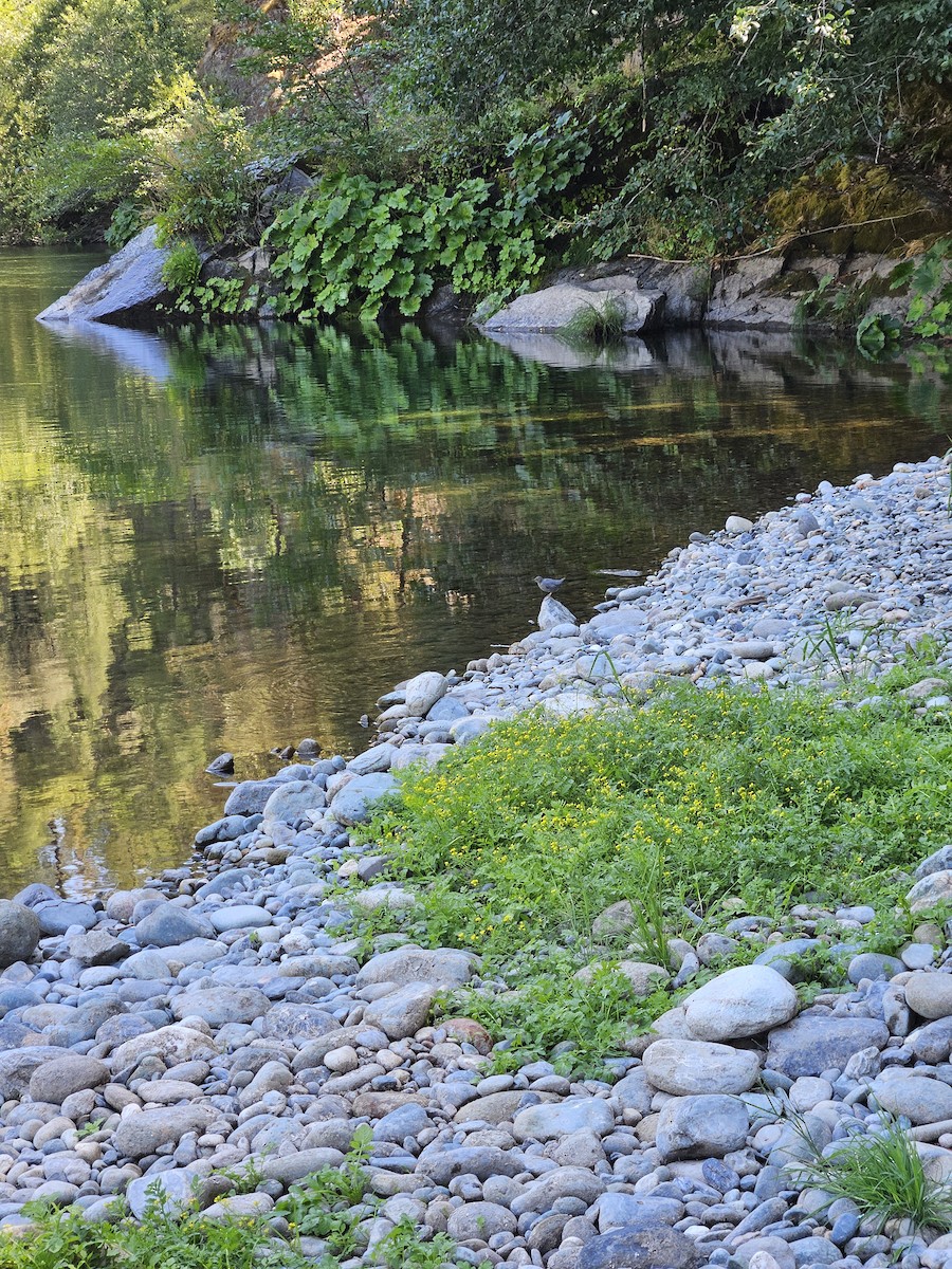 American Dipper - ML623079968