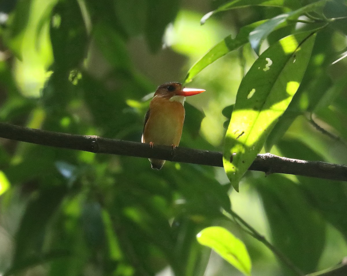 Sulawesi Dwarf-Kingfisher - ML623079984