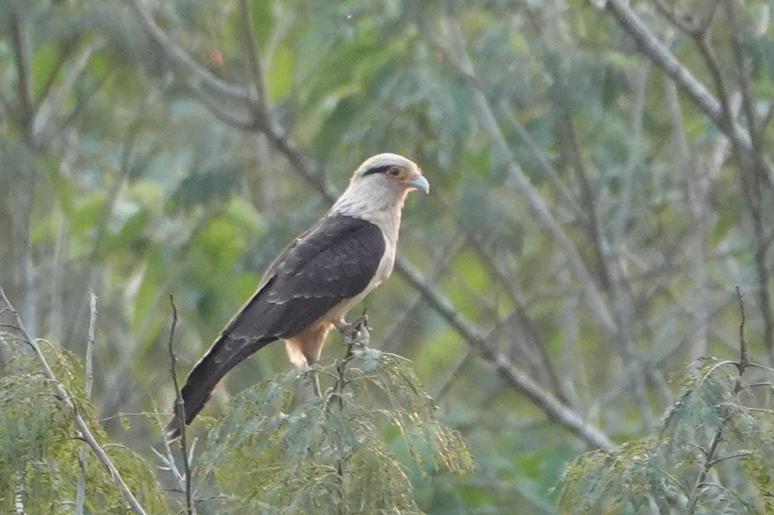 Yellow-headed Caracara - Pierre Pitte