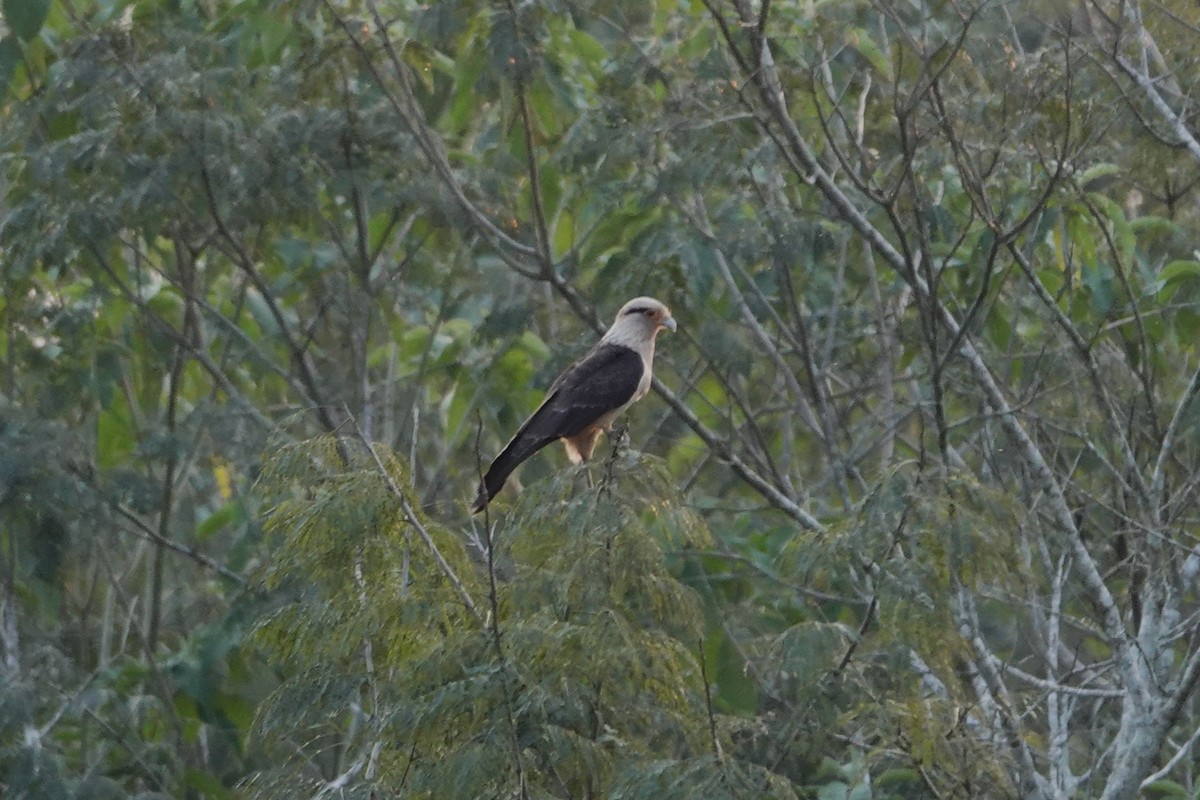 Yellow-headed Caracara - ML623079990