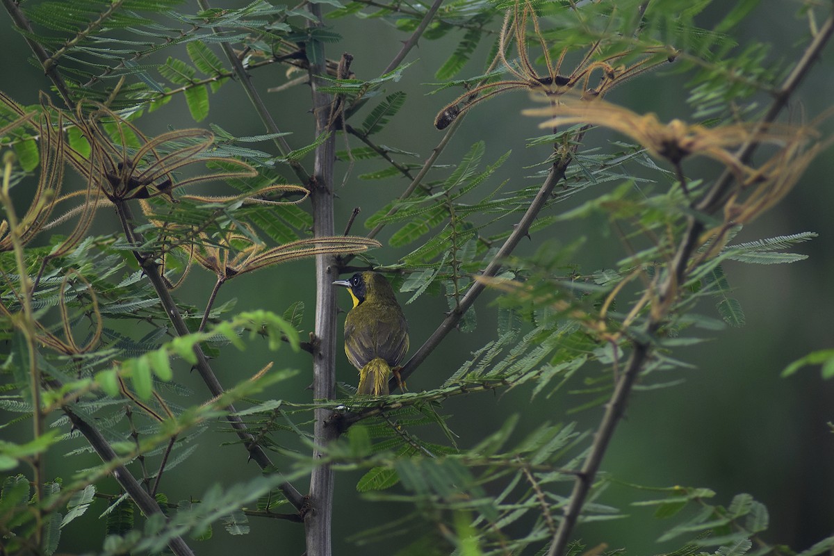 Olive-crowned Yellowthroat - ML623079993