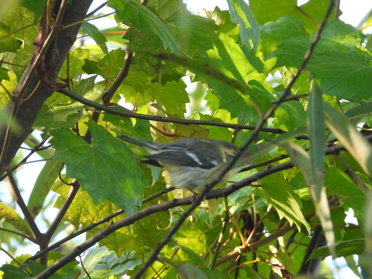 Blackburnian Warbler - ML623079994