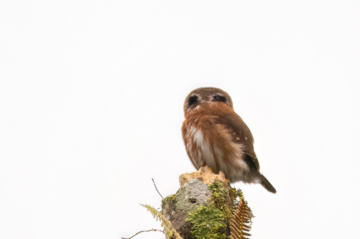 Least Pygmy-Owl - ML623079997