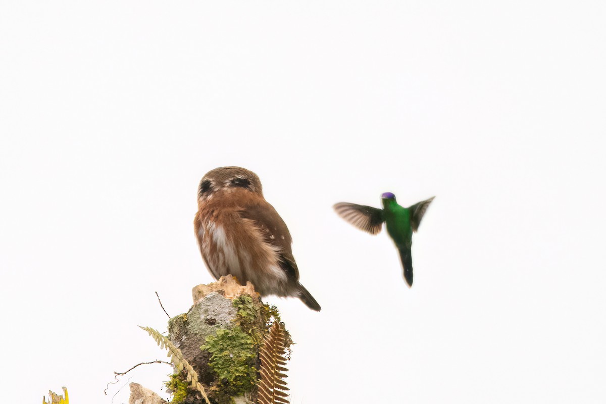 Least Pygmy-Owl - ML623079998