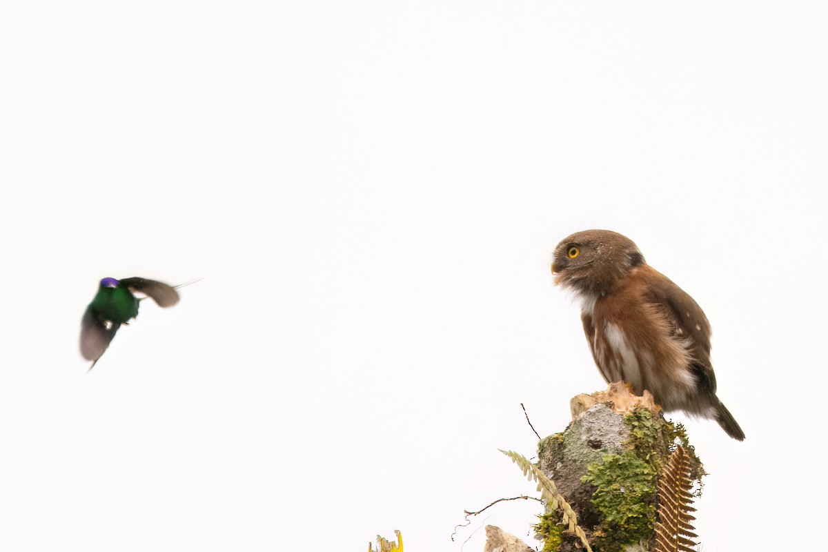 Least Pygmy-Owl - ML623079999