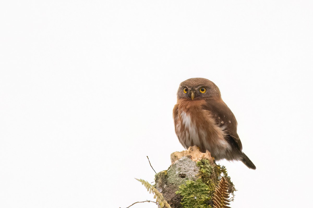 Least Pygmy-Owl - ML623080001