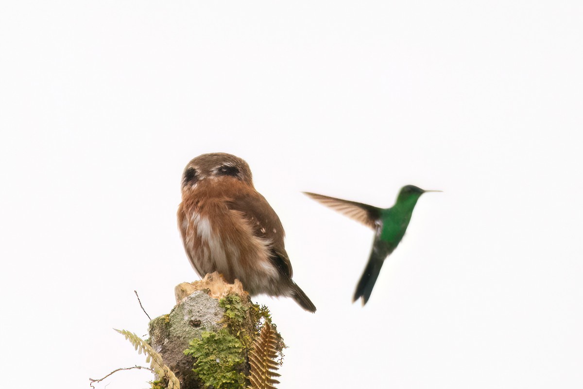 Least Pygmy-Owl - ML623080002