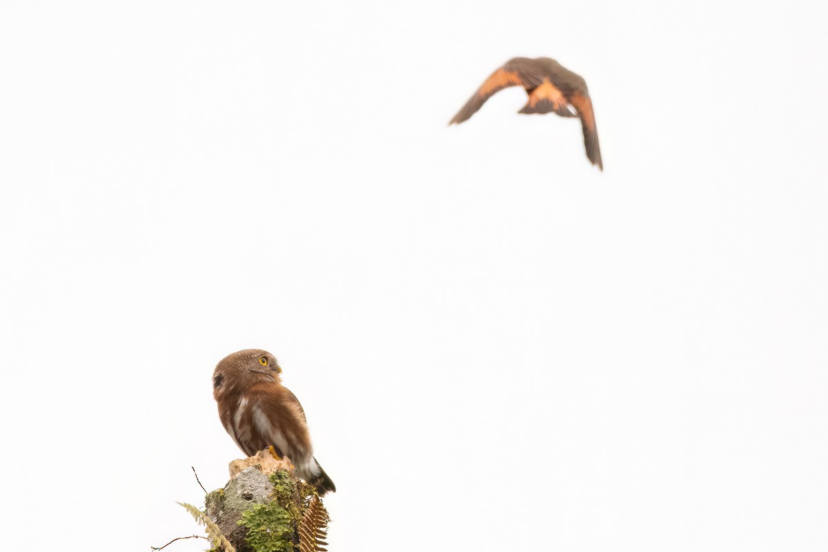 Least Pygmy-Owl - ML623080003