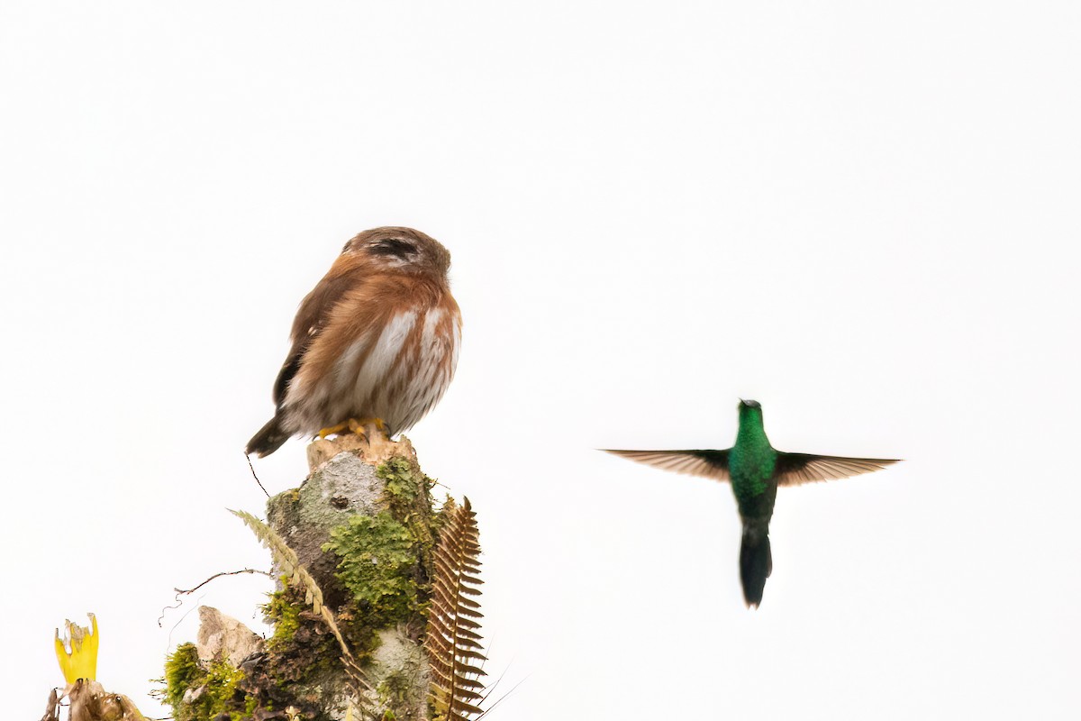 Least Pygmy-Owl - ML623080004