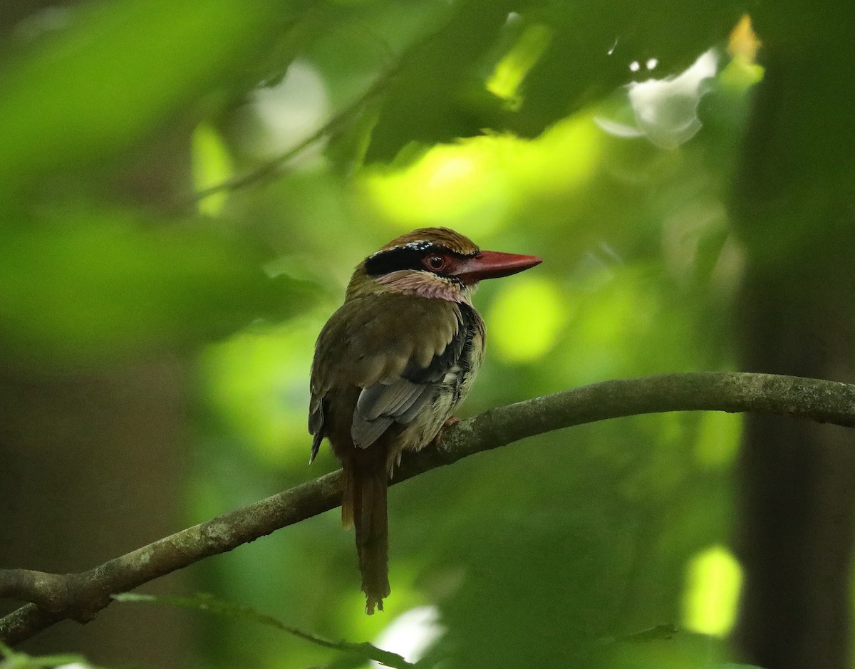 Sulawesi Lilac Kingfisher - ML623080031