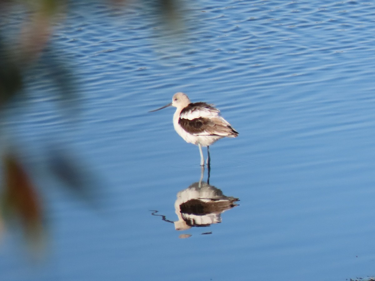 American Avocet - ML623080039