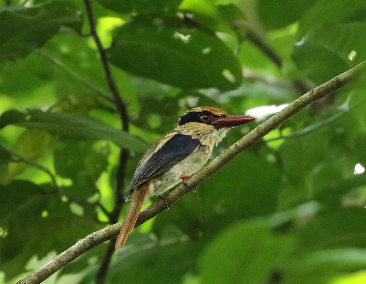 Sulawesi Lilac Kingfisher - ML623080048