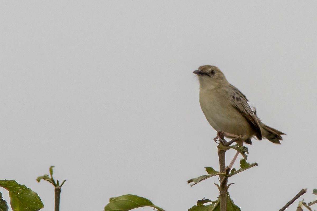 Stout Cisticola - Volkan Donbaloglu