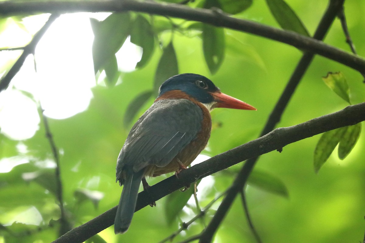 Green-backed Kingfisher - ML623080080