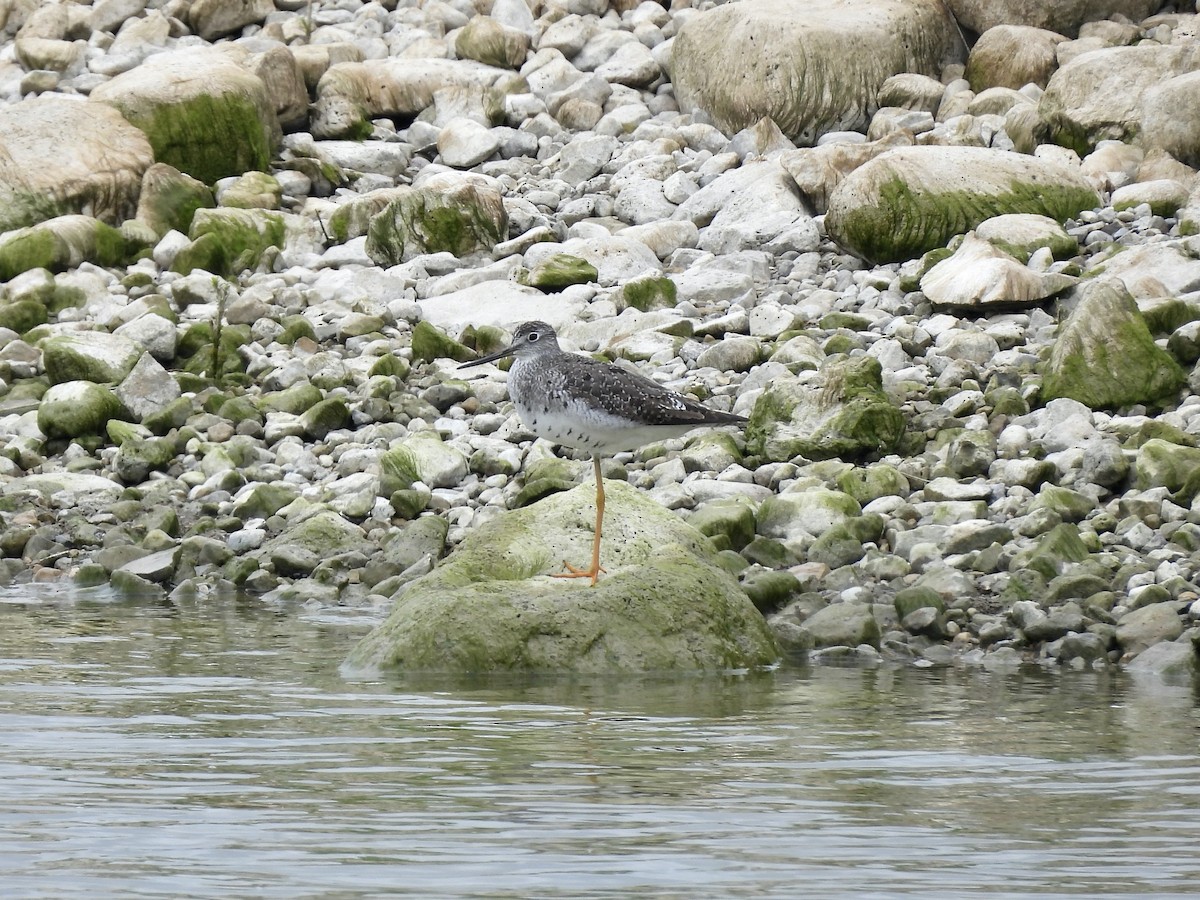 Greater Yellowlegs - ML623080082