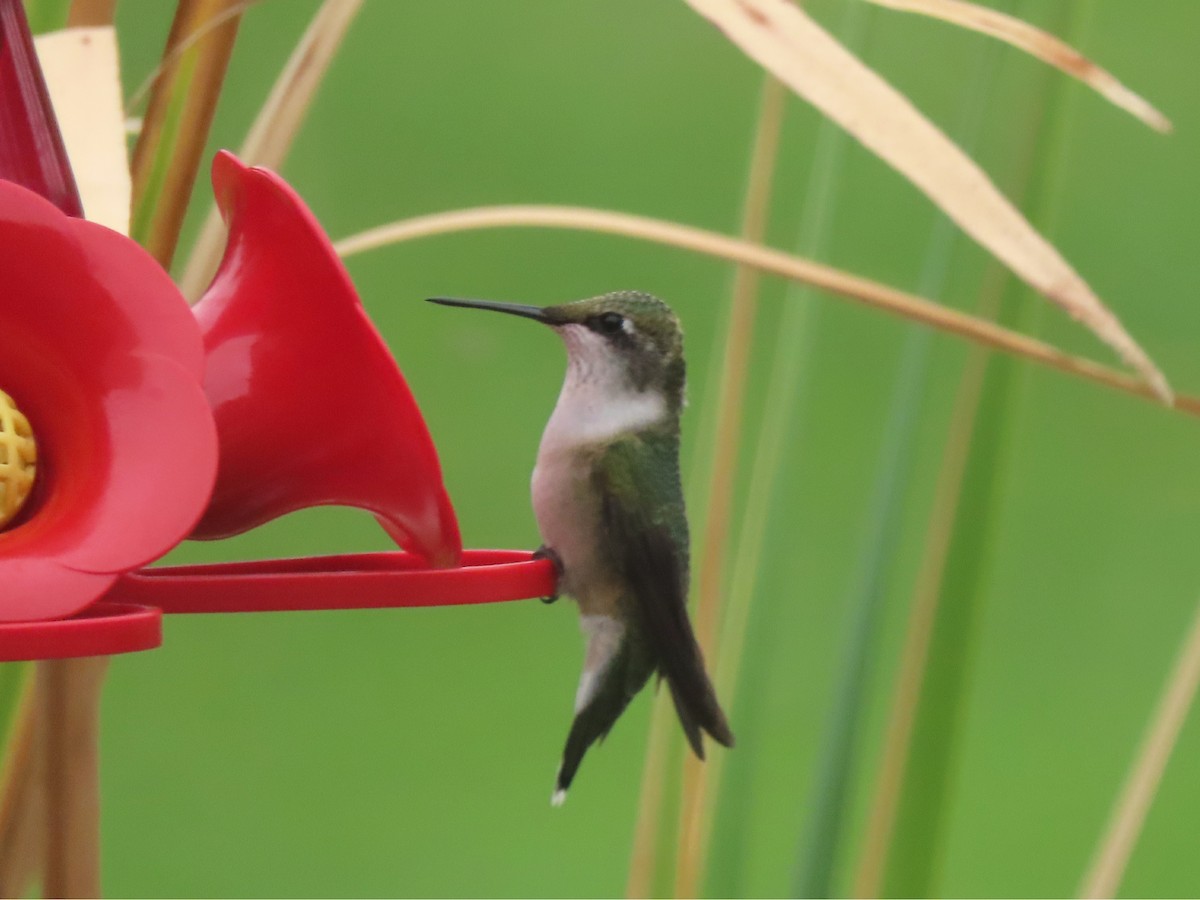 Ruby-throated Hummingbird - ML623080099