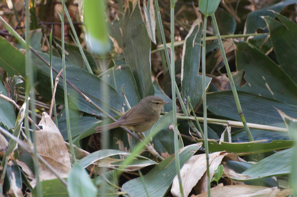 Japanese Bush Warbler - ML623080117