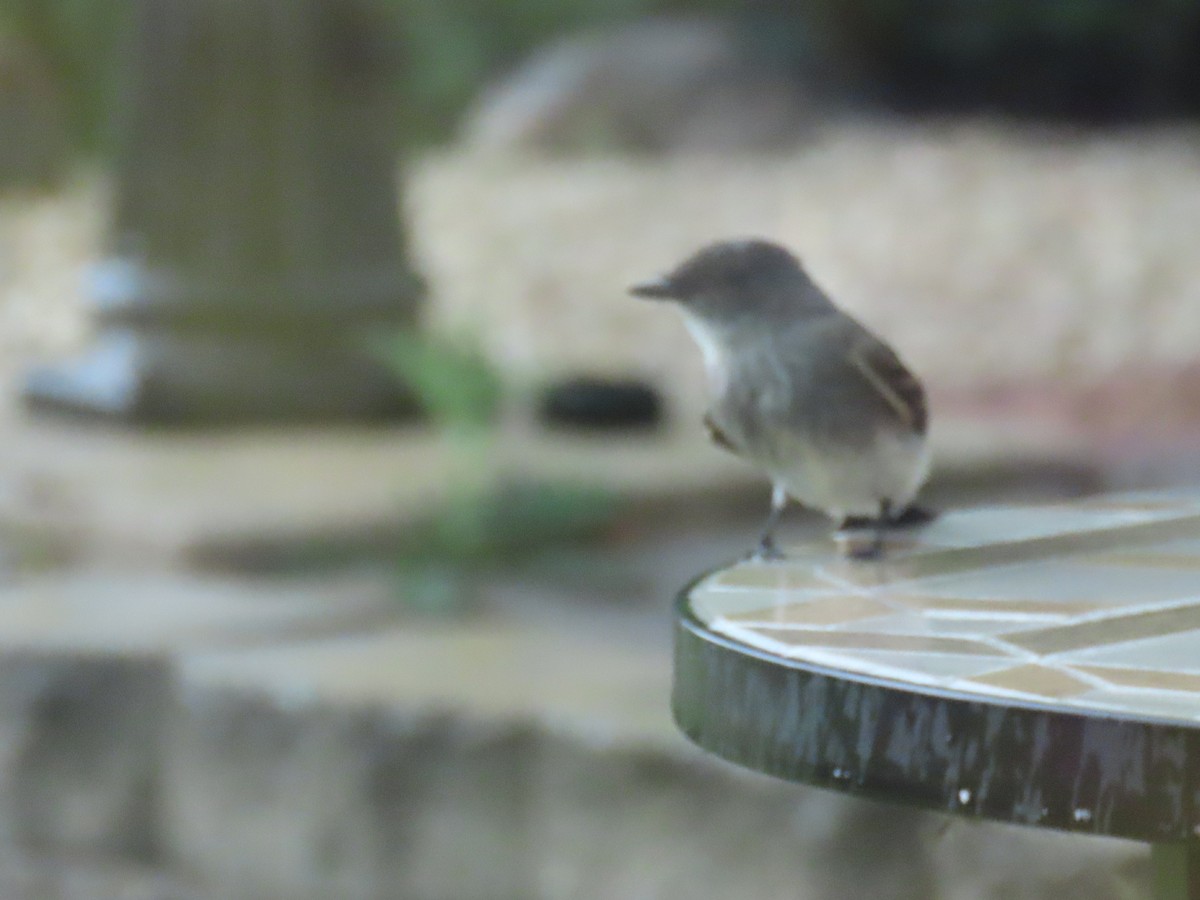 Eastern Phoebe - ML623080124