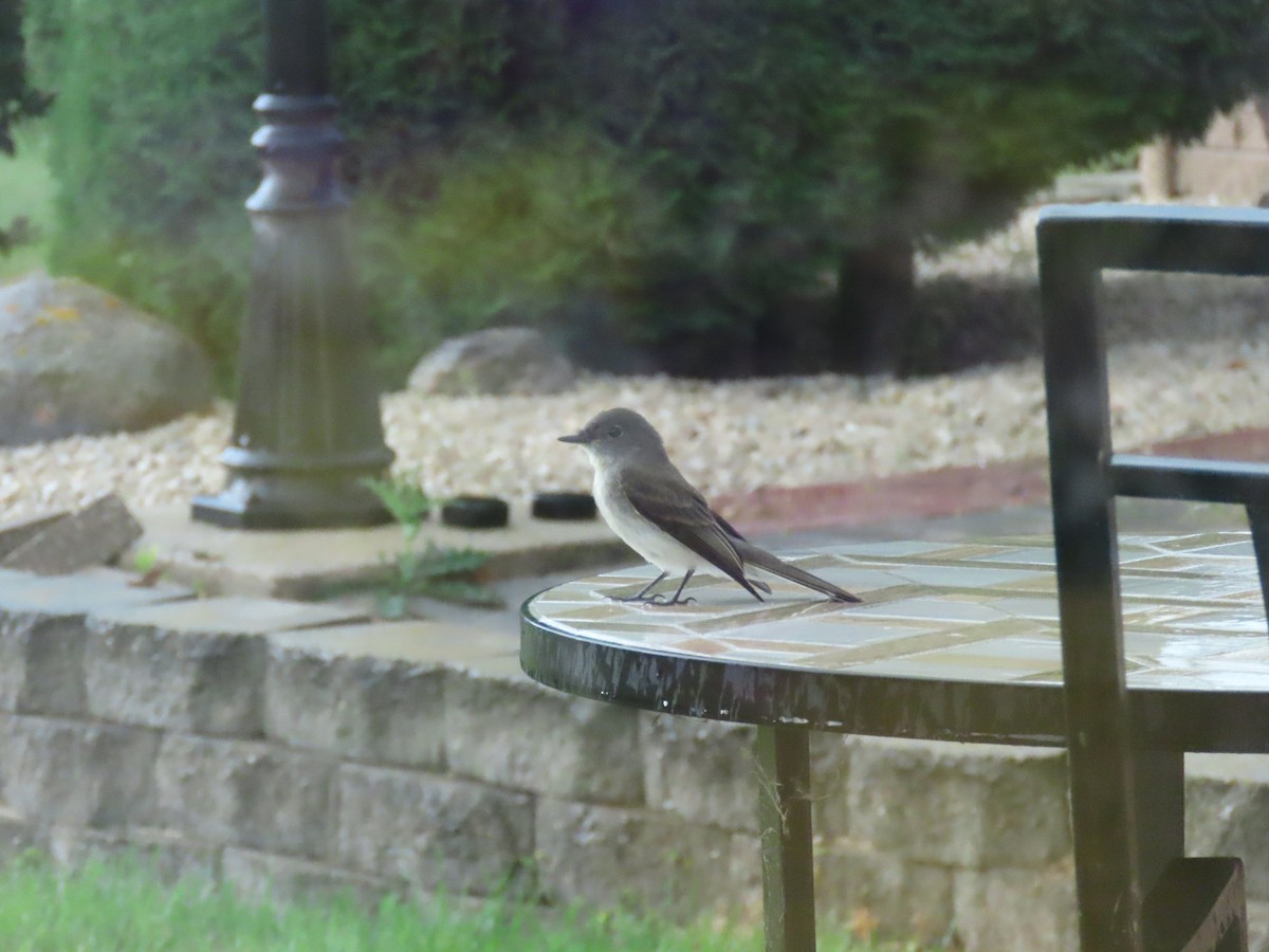 Eastern Phoebe - ML623080125