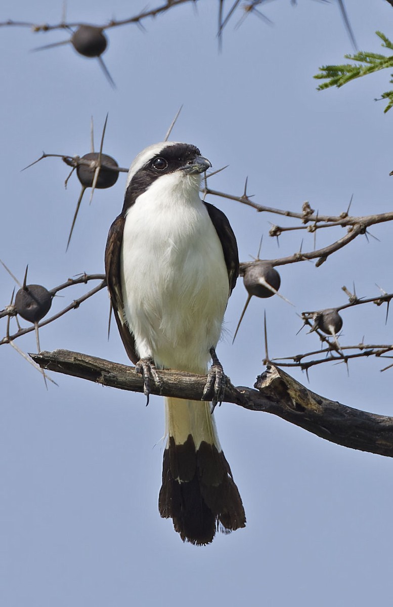 Gray-backed Fiscal - Robert Rodrigues