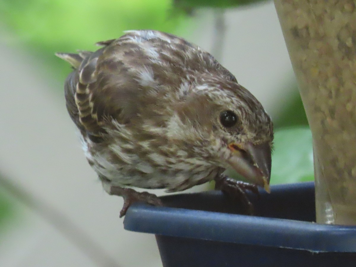 Purple Finch - ML623080151