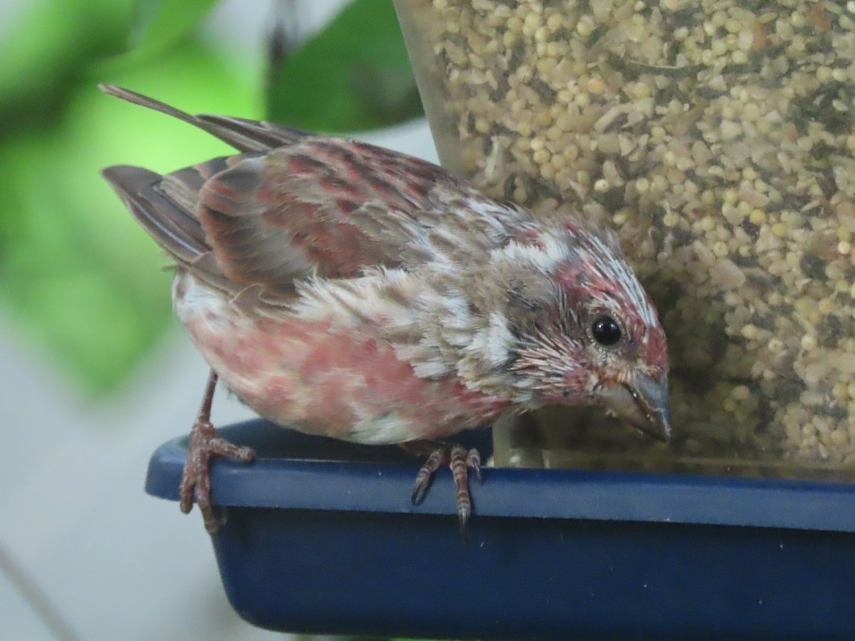 Purple Finch - ML623080152