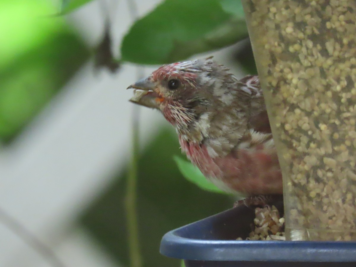 Purple Finch - ML623080153