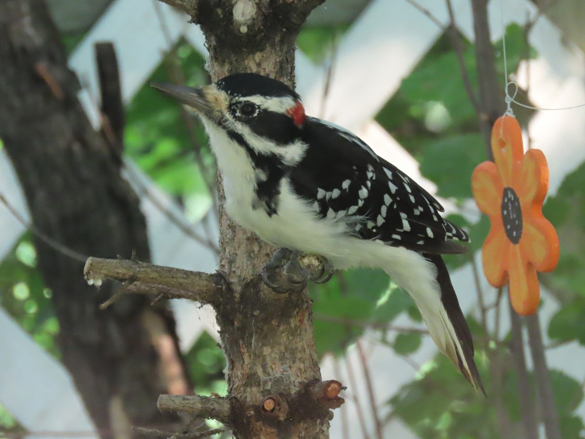 Hairy Woodpecker - ML623080164