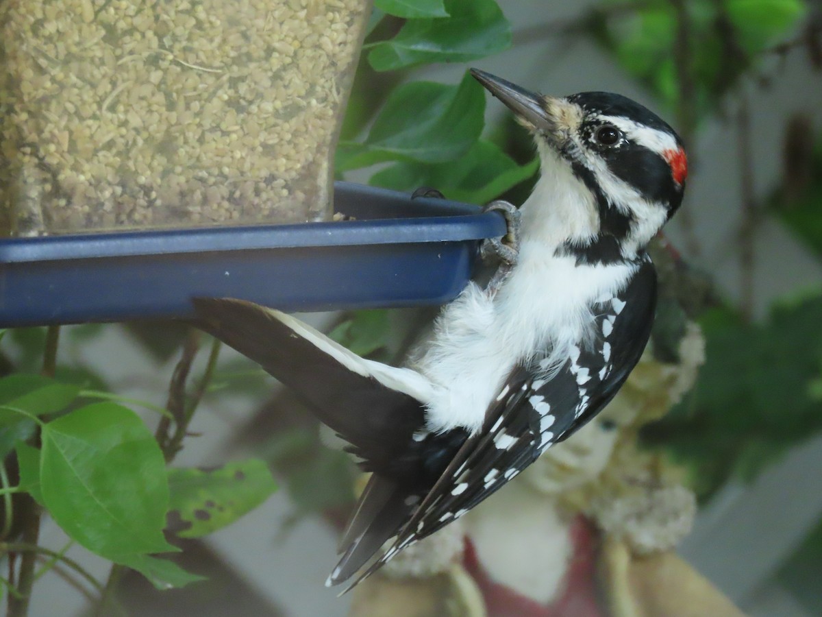 Hairy Woodpecker - ML623080165