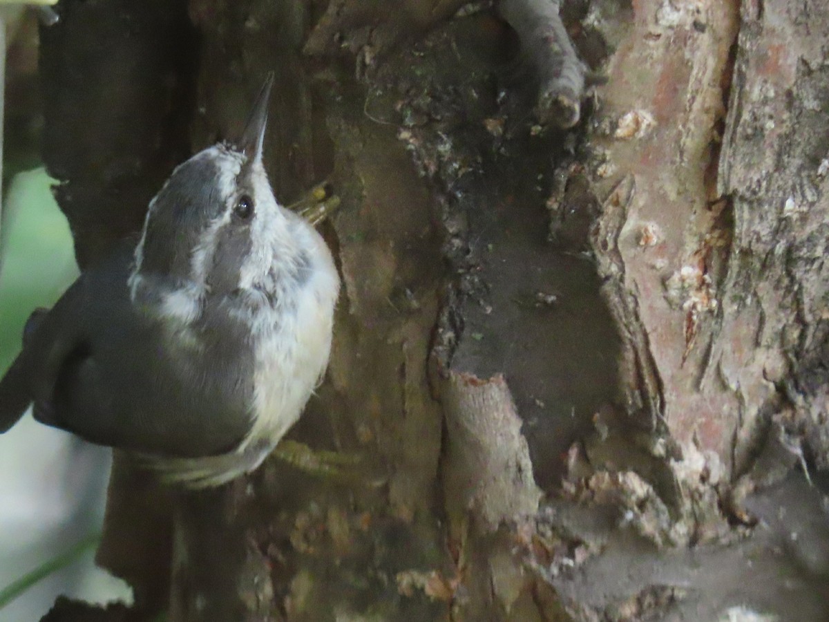 Red-breasted Nuthatch - ML623080176