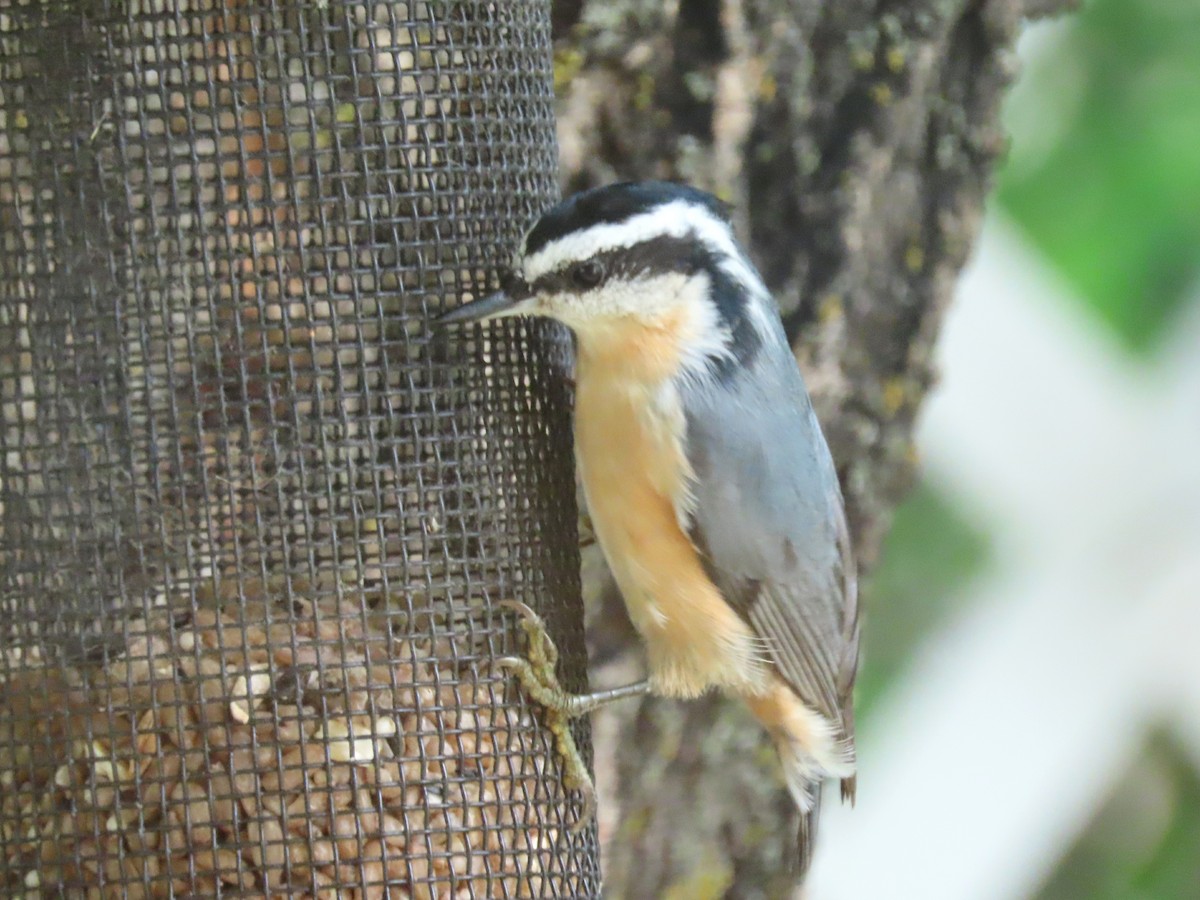 Red-breasted Nuthatch - ML623080177