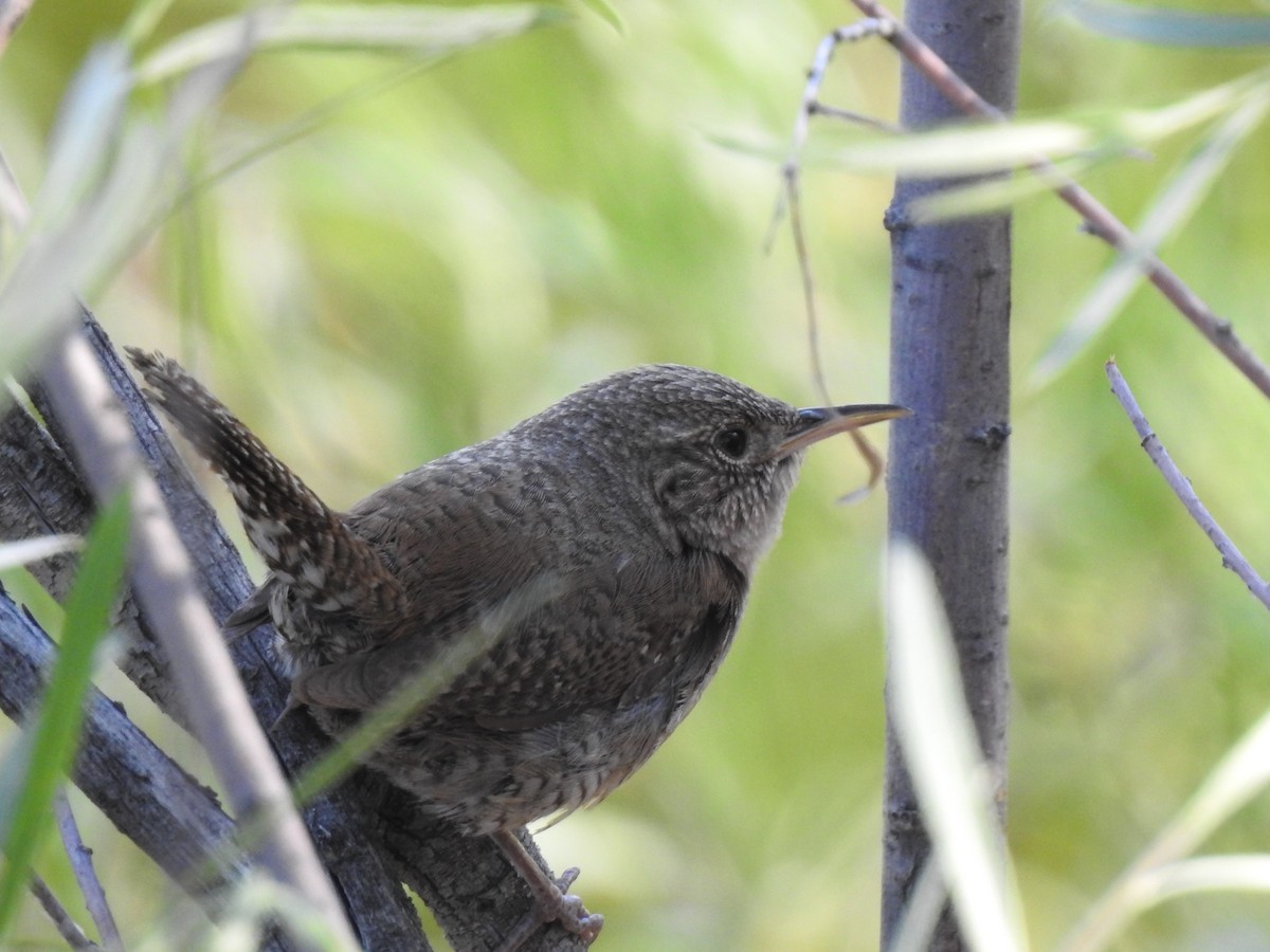 Northern House Wren - ML623080182