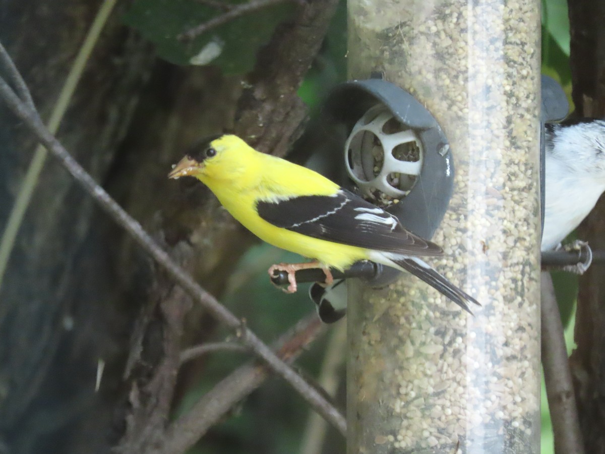 American Goldfinch - ML623080205