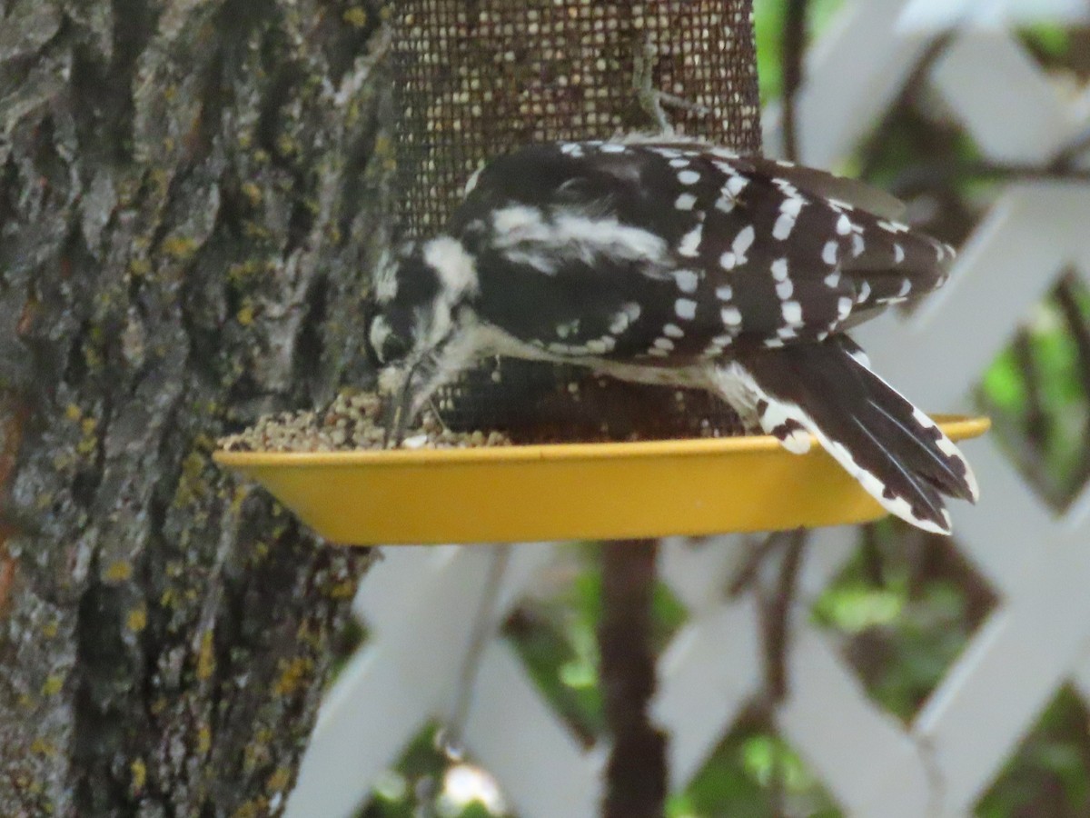 Downy Woodpecker - ML623080210