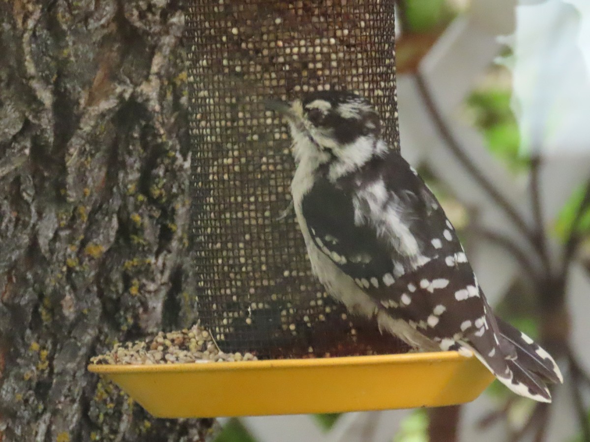 Downy Woodpecker - ML623080211