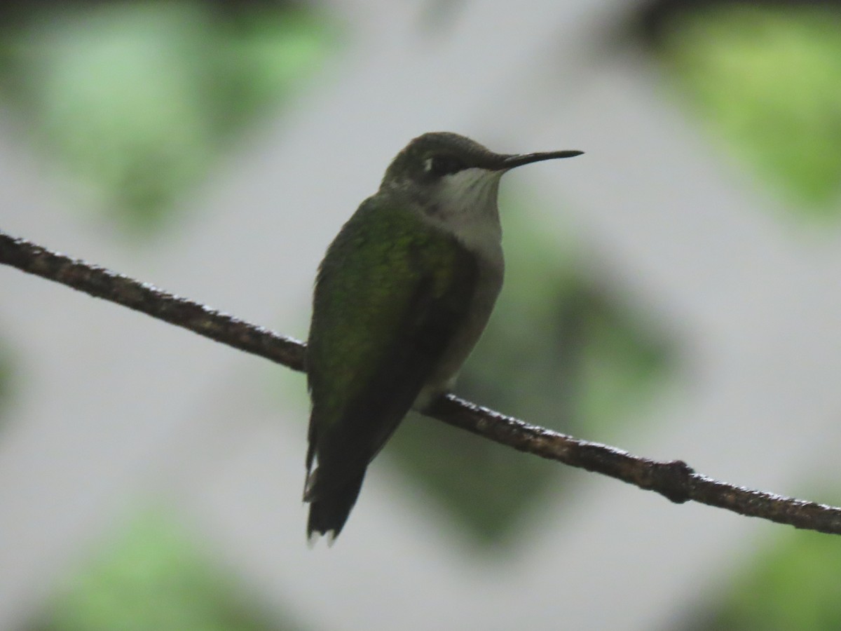 Ruby-throated Hummingbird - Laurie Koepke