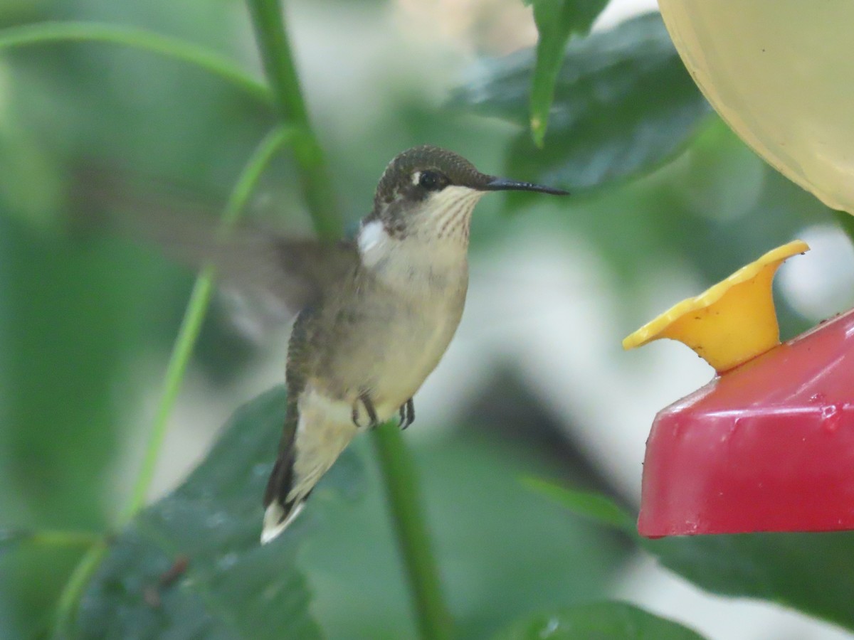 Ruby-throated Hummingbird - ML623080244