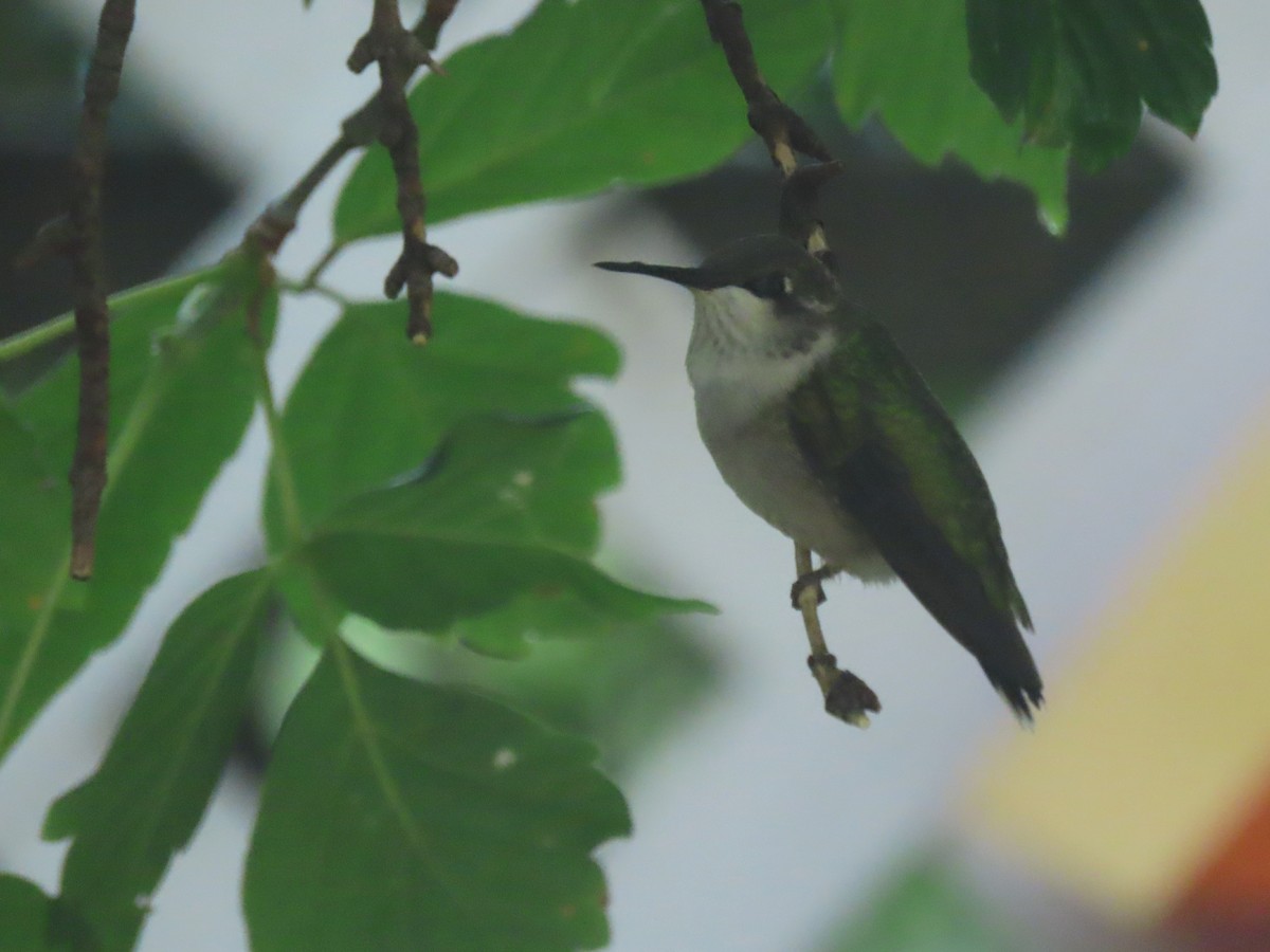 Ruby-throated Hummingbird - ML623080245