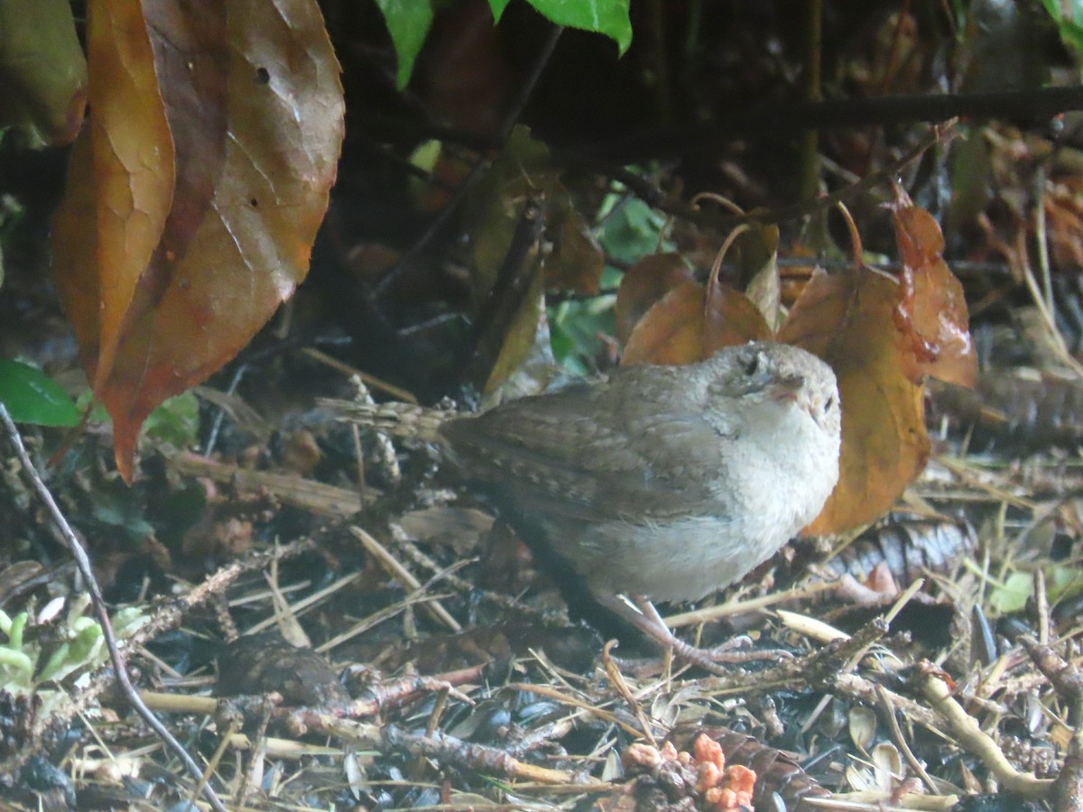 House Wren - ML623080253