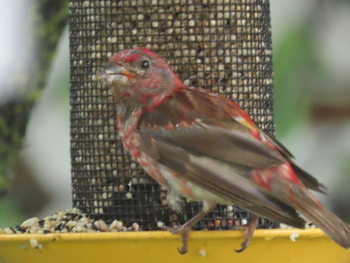 Purple Finch - ML623080266