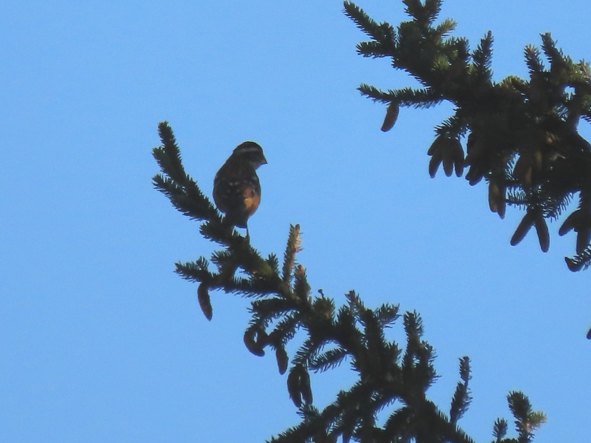 Rose-breasted Grosbeak - ML623080327